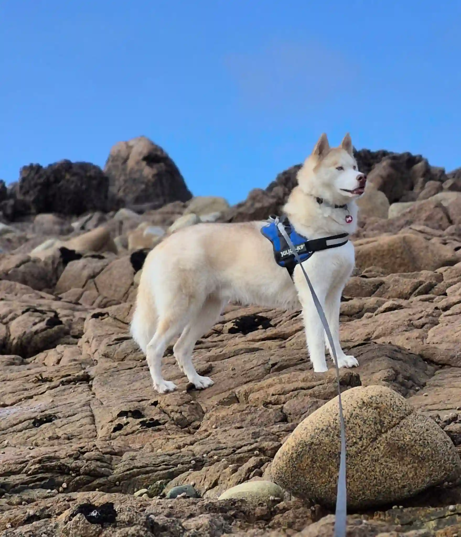 médiation animale Côtes d'armor - carcéral-détention-réinsertion