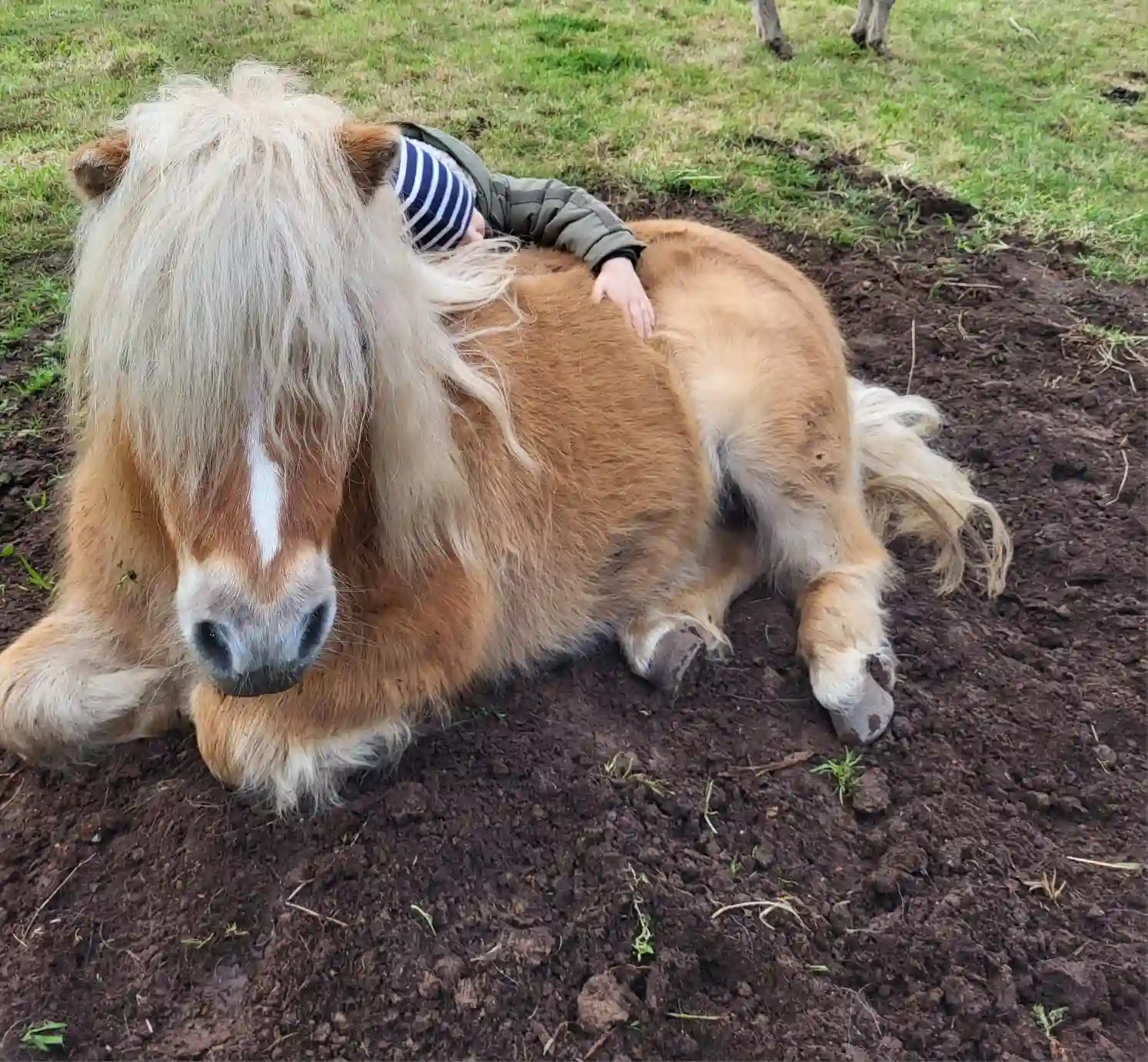 zoothérapie consultations formation contact avec animaux médiation animale