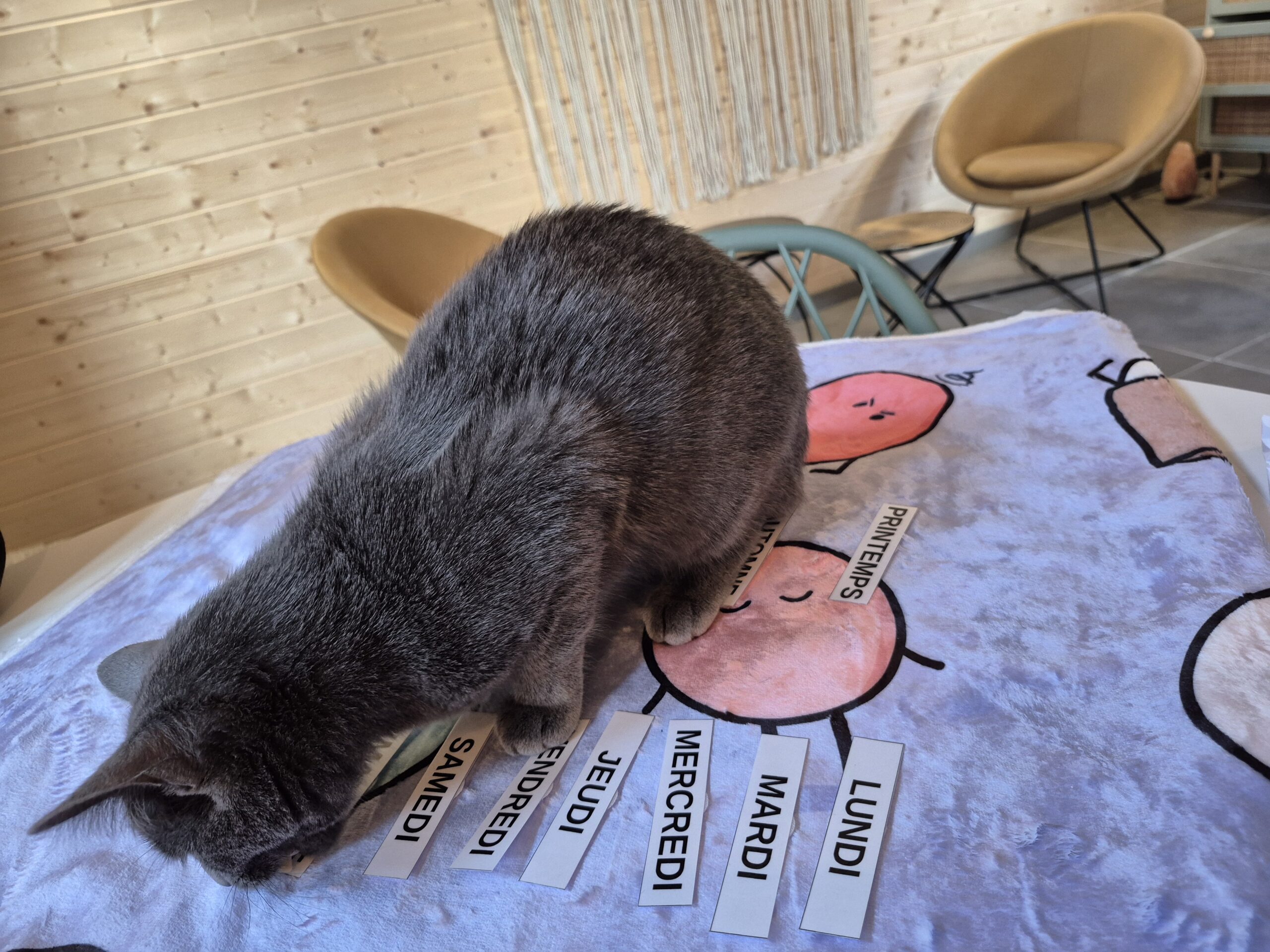 zoothérapie médiation animale cotes d'armor lannion guingamp saint brieuc