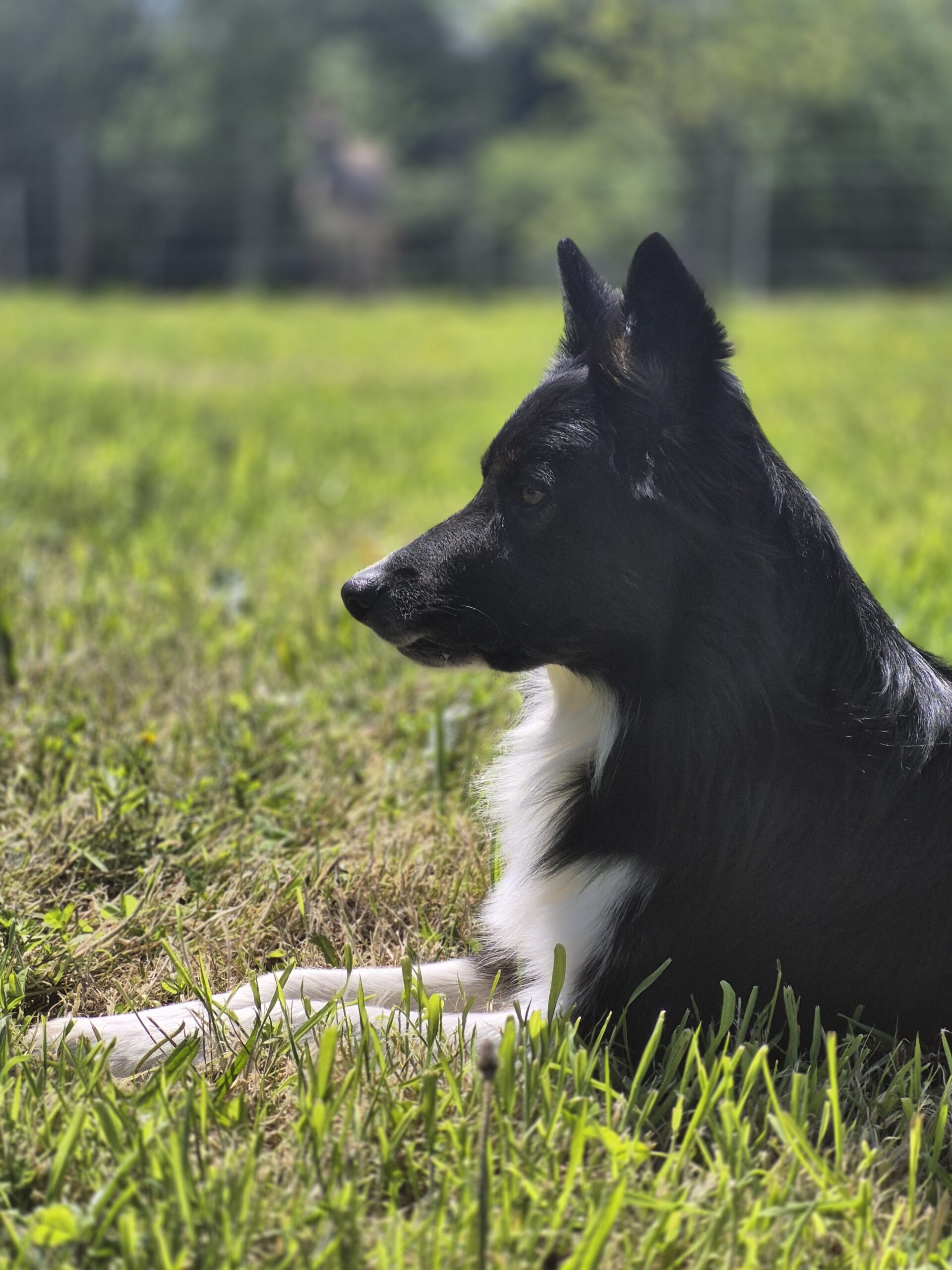 mediation animale zoothérapie guingamp saint brieuc lannion paimpol