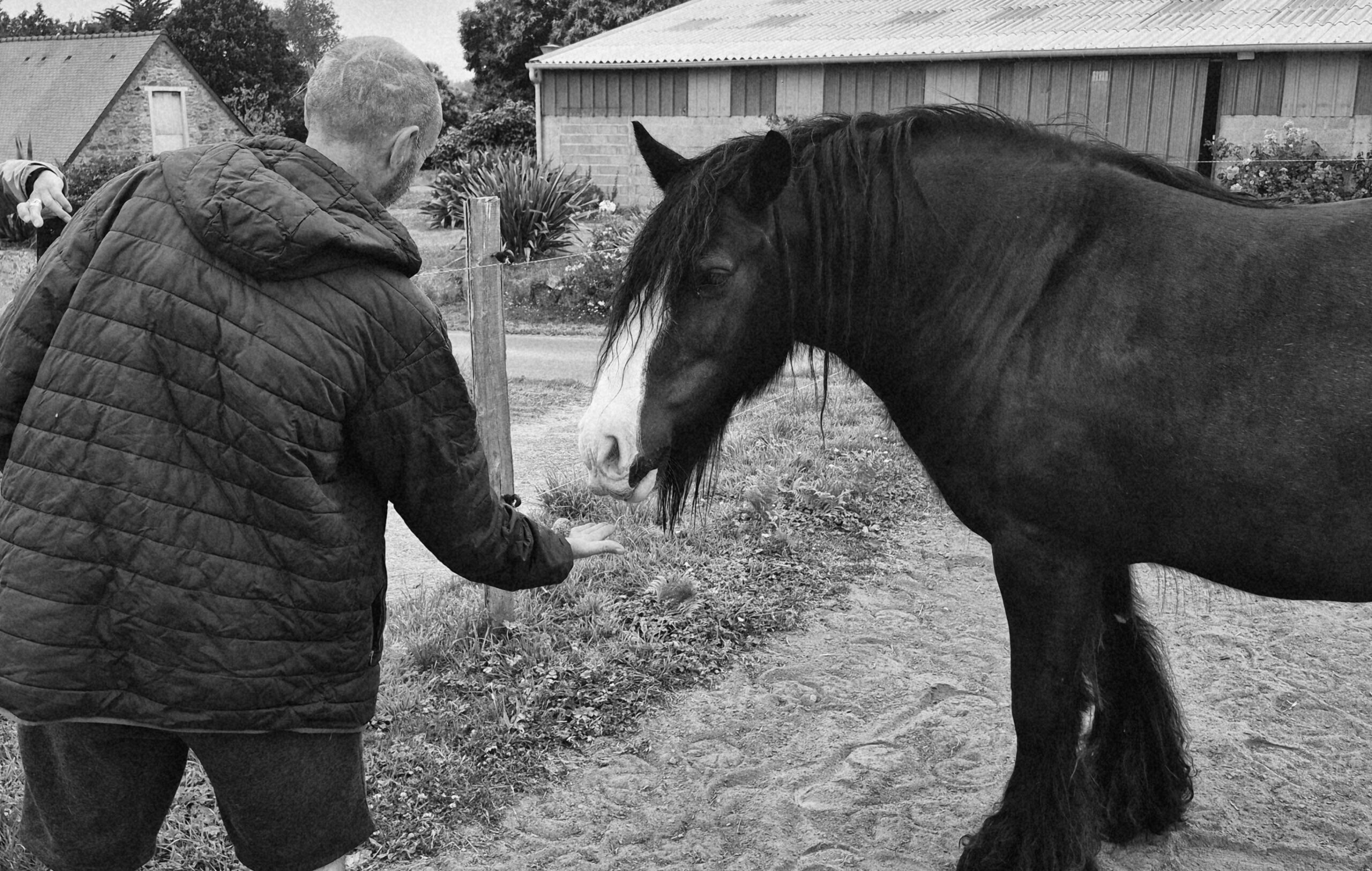 formation mediation animale bretagne