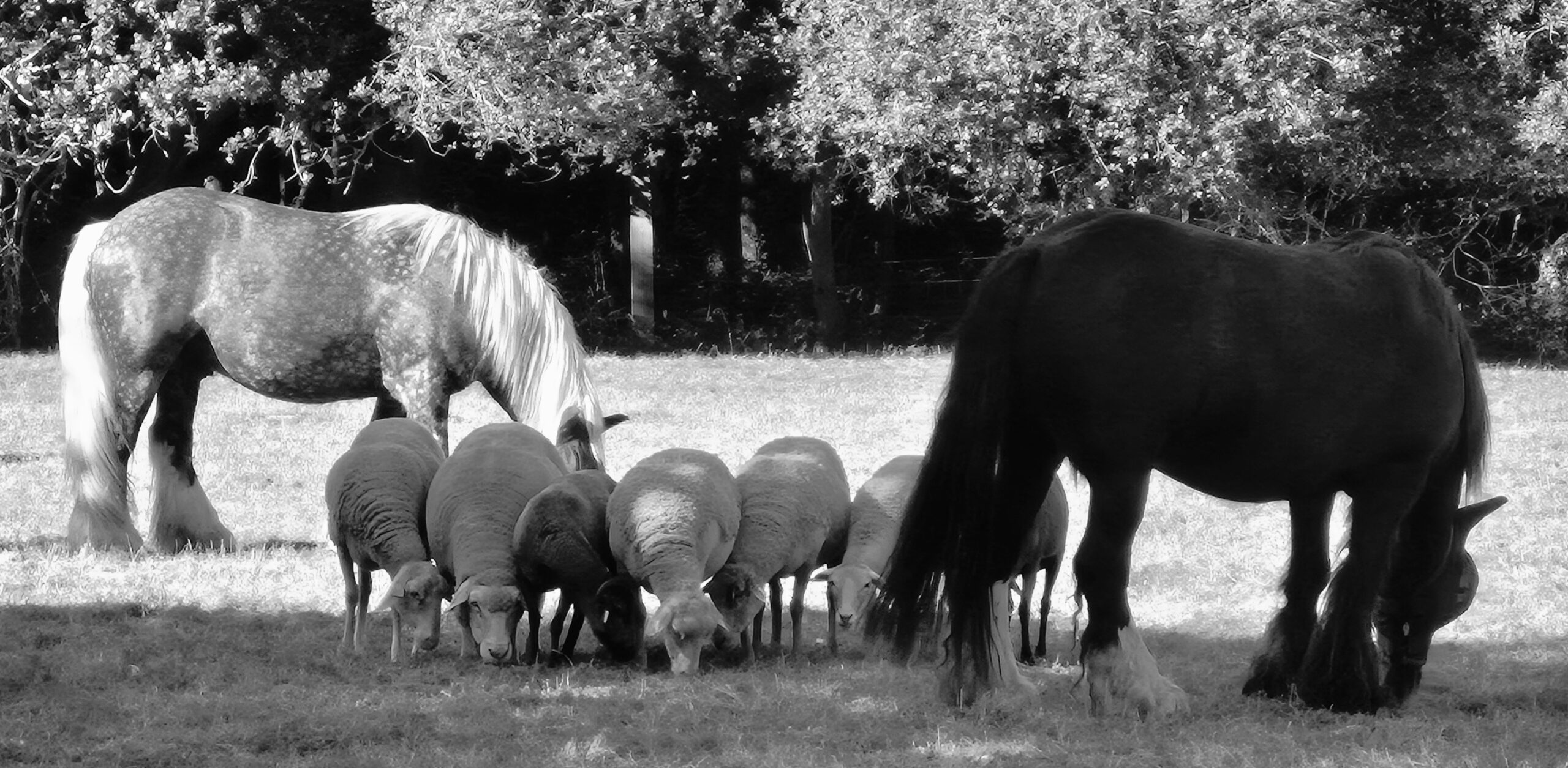 zootherapie mediation animale bretagne cotes d'armor guingamp saint brieuc lannion